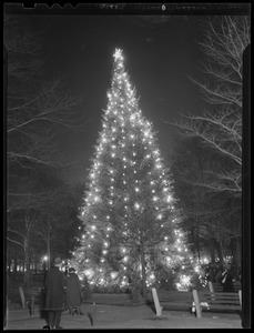 Christmas tree, Boston Common, lit up at night