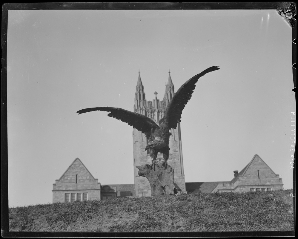 The Boston College eagle