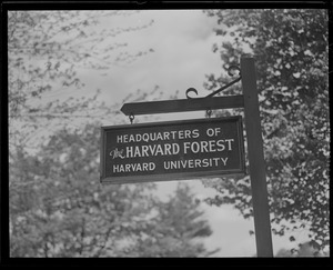 Harvard University - forestry