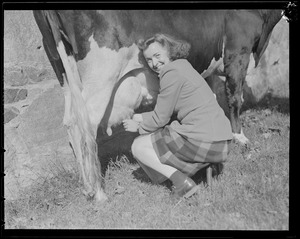 Girl milks cow at Massachusetts Agricultural College
