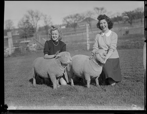 Girls with sheep, Massachusetts Agricultural College
