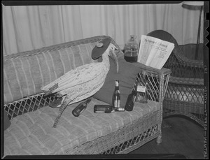 Bird reading Harvard Crimson