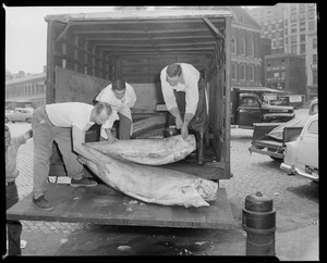 J.A. Sanborn Company, fish dealers, 6 Union Street