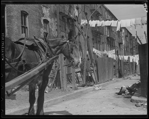 Horse drawn P.W.D. cart collecting garbage in the South End