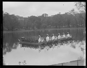 Swan Boats, Public Garden
