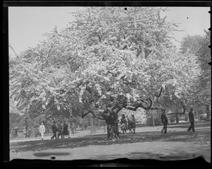 Public Garden