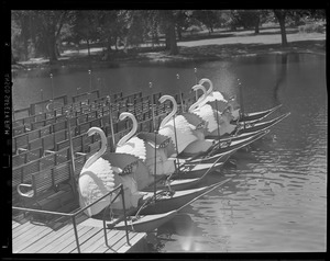 Swan Boats in Public Garden pond, fresh from Brighton