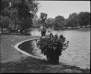 Pond in the Public Garden