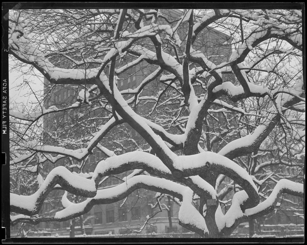 Snow covered tree, Public Garden