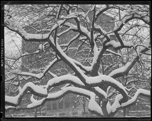 Snow covered tree, Public Garden