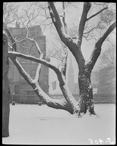 Snow scene in Public Garden along Arlington Street