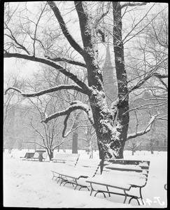 Snow storm, Public Garden