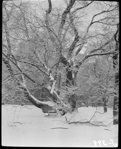 Snow storm, Public Garden