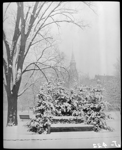Snow storm, Public Garden