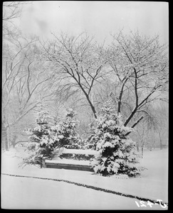 Snow storm, Public Garden