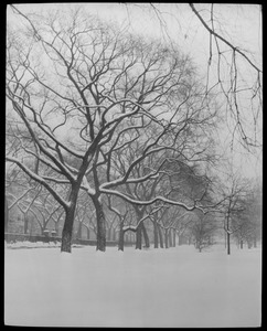 Snow storm, Public Garden
