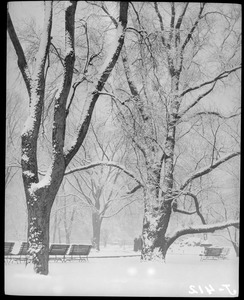 Snow storm, Public Garden