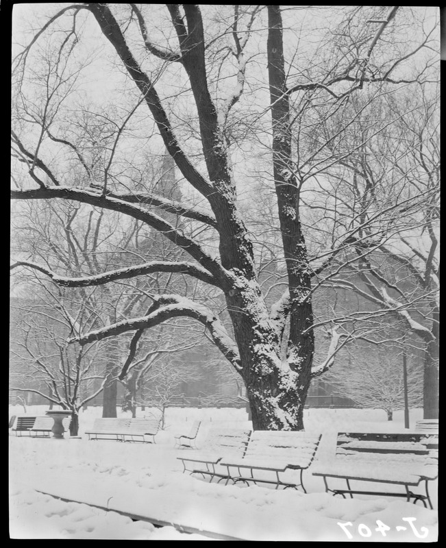 Snow storm, Public Garden