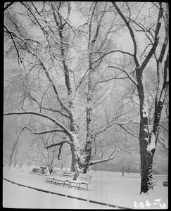 Snow storm, Public Garden