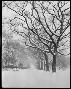 Snow storm, Public Garden