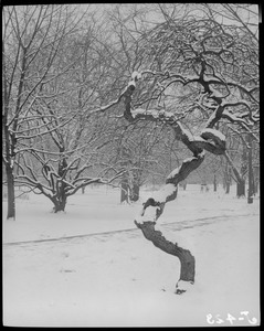 Snow scene, Public Garden