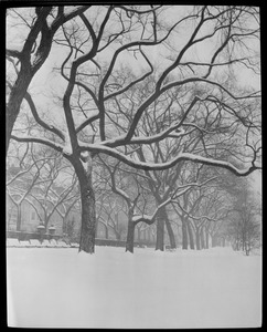 Snow scene, Public Garden
