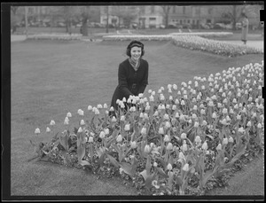 Woman admires tulips in Boston Common