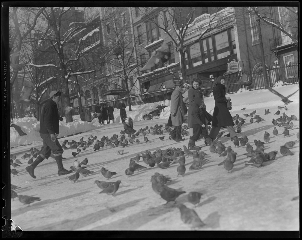 Feeding the pigeons, Boston Common