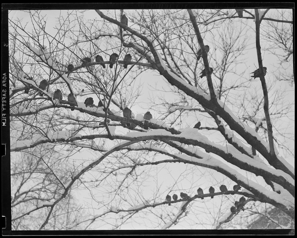 Pigeons in Common take to the trees during snow storm