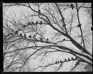 Pigeons in Common take to the trees during snow storm