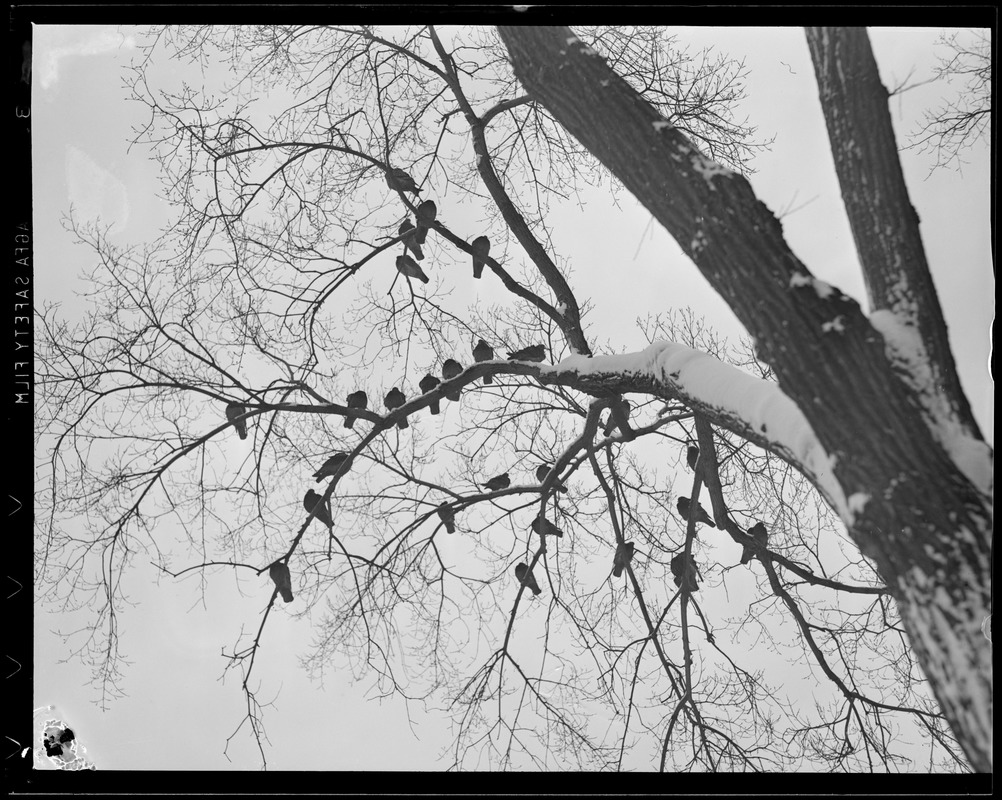 Birds in tree on Boston Common escape snow