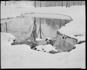 Olmsted parks in snow