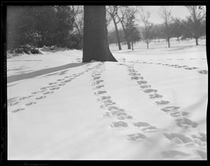 Tracks in snow at Franklin Park