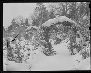 Franklin Park rose garden in snow