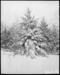 Heavy snowfall, possibly Franklin Park or Arboretum