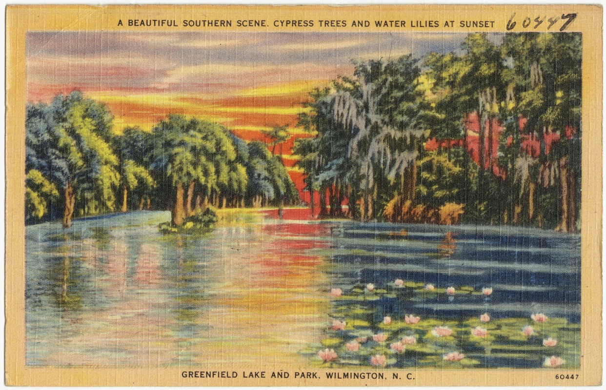 A beautiful Southern scene, Cypress Trees and Water Lilies at sunset, Greenfield Lake and Park, Wilmington, N. C.