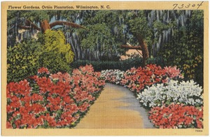 Flower gardens, Orton Plantation, Wilmington, N. C.