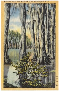 Cypress Trees and Spanish Moss, Wilmington, N. C.