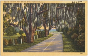 Scenic drive of Moss draped Oaks, Wilmington, N. C.