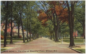 Nash Street -- The city of beautiful trees, Wilson, N.C.
