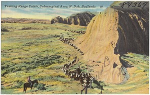 Trailing range cattle, submarginal area, N. Dak. Badlands