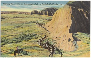 Trailing range cattle, submarginal area, N. Dak. Badlands