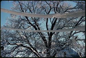 Snow-covered tree and power lines