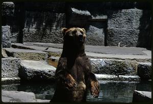 View of brown bear standing on its hind legs, San Francisco Zoo