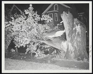 Automobile Crushed By Elm Tree in West Roxbury as gale winds hurricane off the coast lashed Greater Boston and toppled many trees. Automobile is owned by Paul Rauhaut of 42 Cliftondale road, West Roxbury.