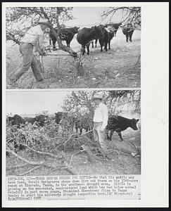 Trees Become Fodder for Cattle--So that his cattle may have food, Gerald Hartgraves chops down live oak trees on his 3740-acre ranch at Eldorado, Texas, in the southwest drought area. Little is growing on the sun-baked, sand-covered land which has had below normal rainfall in past seven years. President Eisenhower flies to Texas Sunday to start his six-state drought inspection tour.