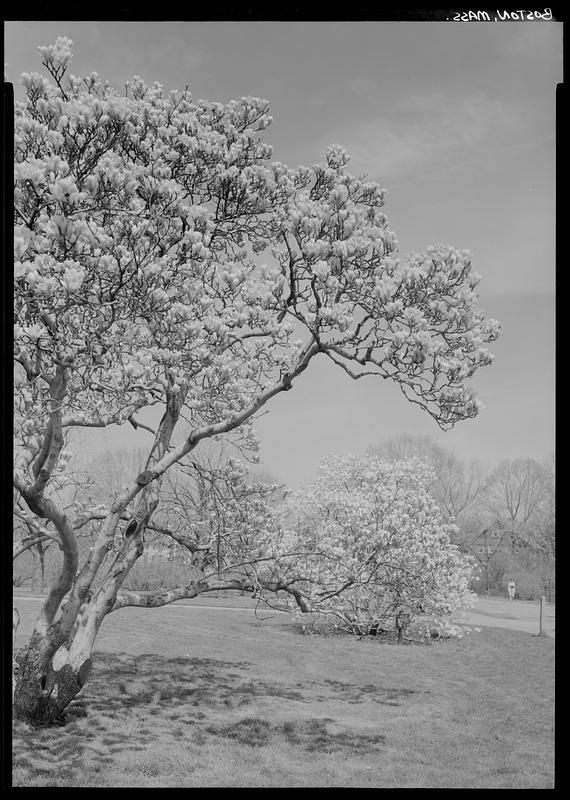 Arnold Arboretum, Boston