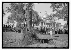 Tree removal