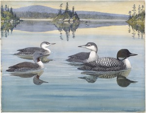 Panel 2: Red-throated Loon, Loon