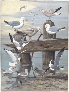 Panel 6: Herring Gull, Ring-billed Gull, Sabine's Gull, Bonaparte's Gull, Laughing Gull